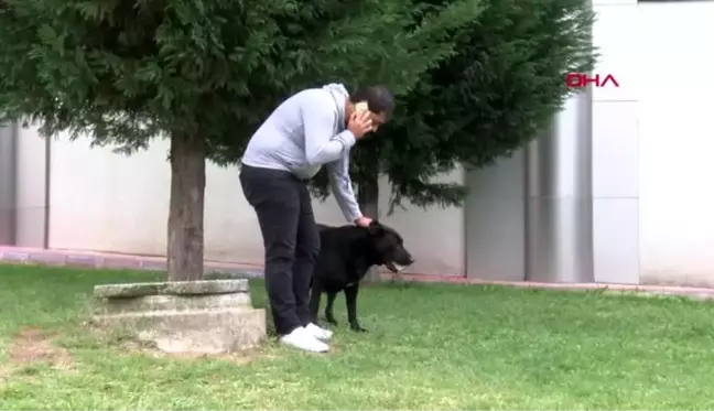 Kocaeli yavrularının kaybeden köpek, taşı yavrusu sanıyor