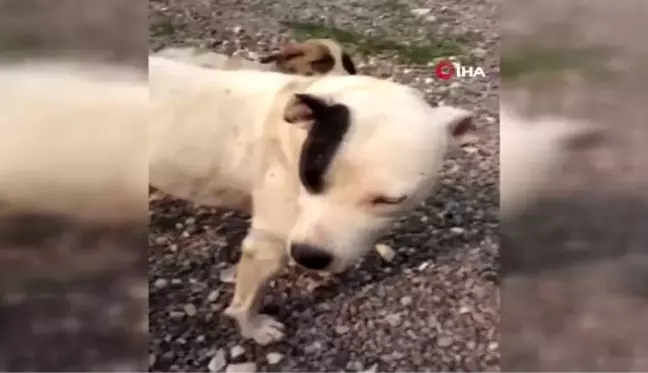 Boynu kesilmiş halde bulunan köpeğe vatandaşlar sahip çıktı