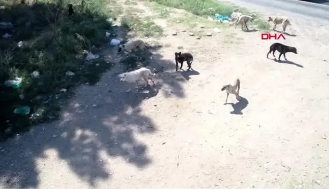 Edirne'de sokak köpekleri 'bakımsızlıktan ölüyor' iddiası