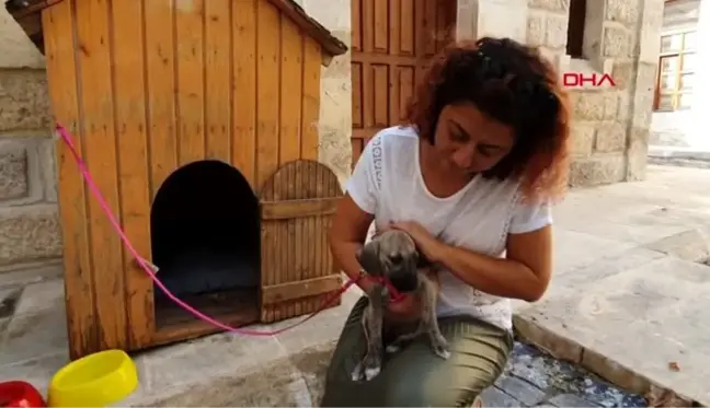 Mersin ölmek üzereyken bulunan köpeği kaymakam sahiplendi