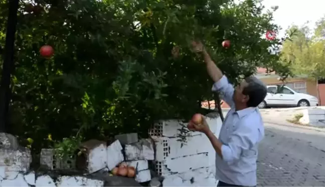 Sanayi kenti Aliağa'da nar ekşisi zamanı