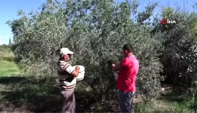 Çam ağacından yapılan tahta çıtlatma makinesiyle 150 kg zeytini 20 dakikada işliyorlar