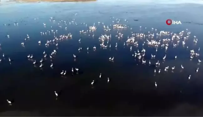 Van Gölü binlerce flamingoya ev sahipliği yapıyor