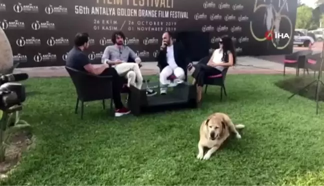 Altın Portakal'da canlı yayının davetsiz sevimli misafiri