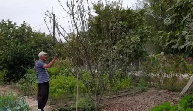 Çukurova'nın bir tarafında bahar bir tarafında kış yaşanıyor