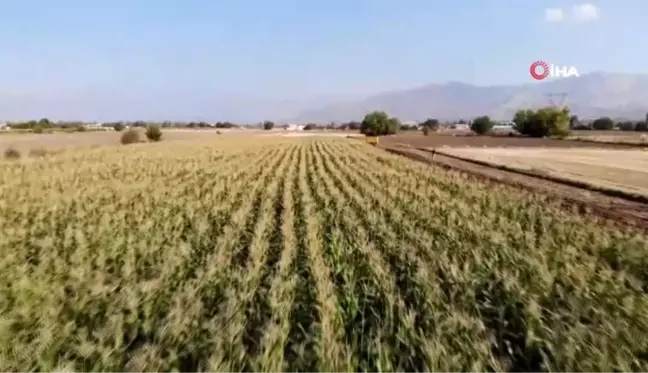 Elazığ'da 16 bin dekarda ekilen ikinci üründe bereket