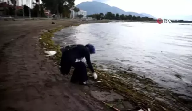 Ölü balıklar sahile vurdu