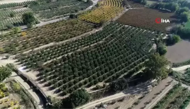 Pamukkale, travertenlerinden sonra 'ayvası' ile de dünya pazarında