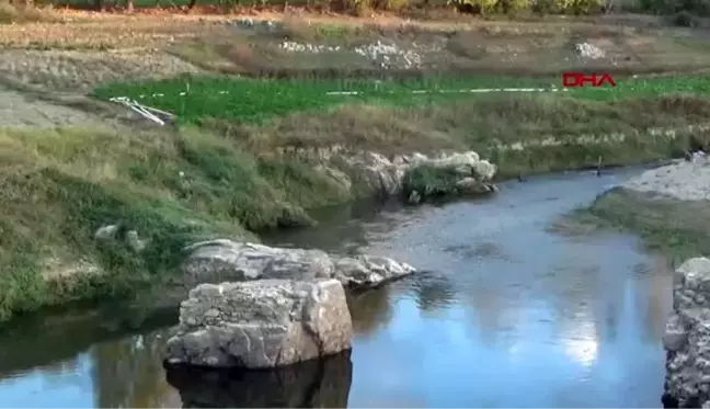 Çanakkale baraj havzasında doğal ıspanak yetiştiriyorlar