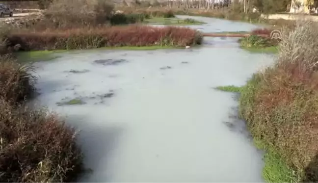 Teke Deresi'ndeki kirlilik nedeniyle balıklar su yüzeyine çıktı