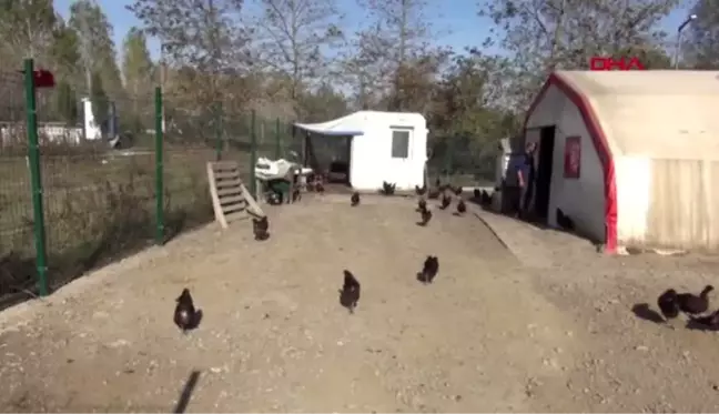 Bartın özel idare tavuk çiftliği kurdu, huzurevi ve çocuk yuvasının yumurta ihtiyacı karşılanıyor