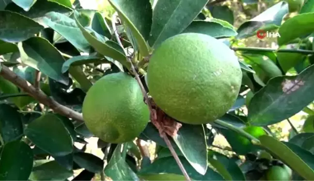 Bu limonun kilosu bahçede 10, markette 45 lira