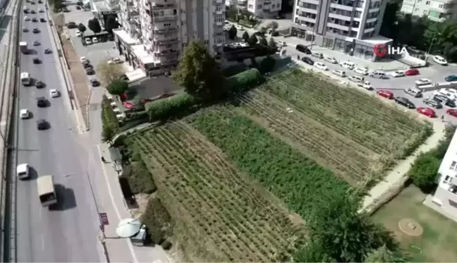 Lüks rezidansların arasında yetişen sebzeler, dakikalar içinde kebapçının sofrasında