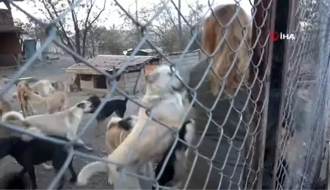 Karı koca, emanet olarak aldıkları 100'ün üzerinde köpeğe gözü gibi bakıyor