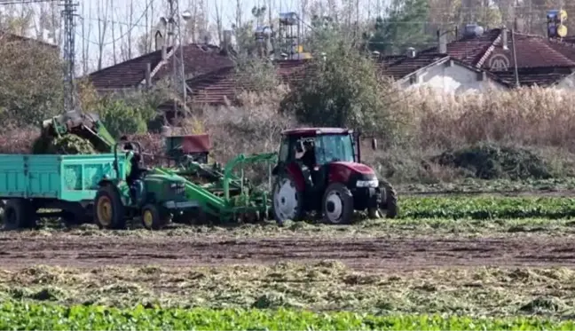 Tokat'ta şeker pancarından 180 milyon lira gelir bekleniyor