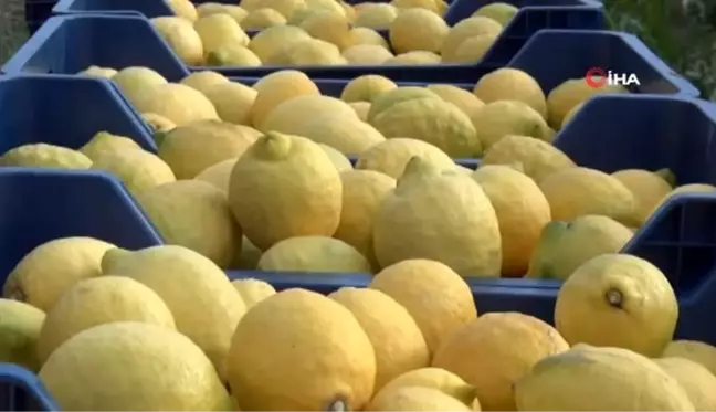 Lamas limonu coğrafi işaret tescil belgesi aldı