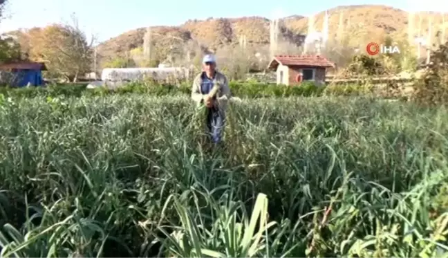 Atalarından kalan tohumlarla pırasa yetiştiriyorlar