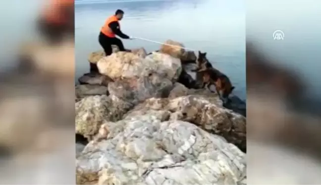 Denize düşen köpeği itfaiye kurtarıldı