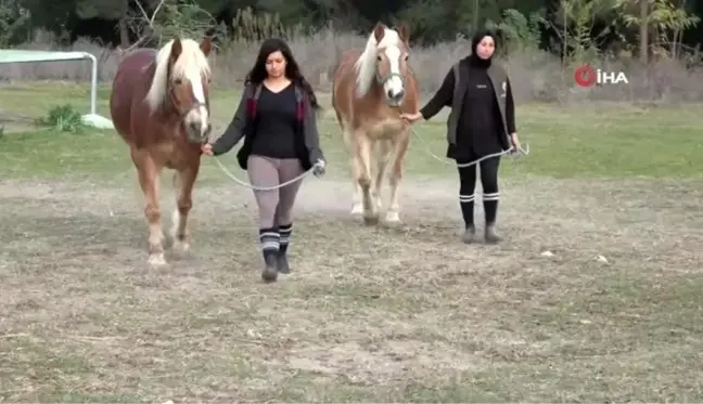 Yıllarca faytona koşulan atlar şimdi kuş sütüyle besleniyor