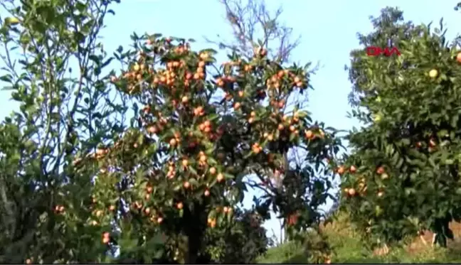 Rize'de, satsuma cinsi mandalinada hasat zamanı