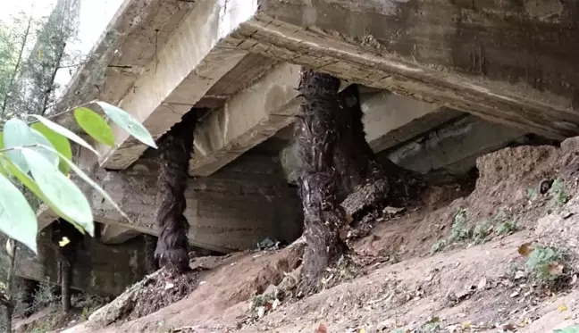 Ağaçlar zarar görmesin diye beton köprüyü deldiler