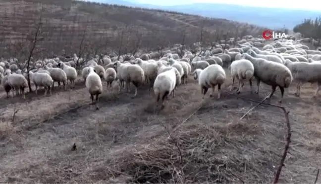 Yabancı otlarla mücadelede kaz ve koyun kullanıyorlar