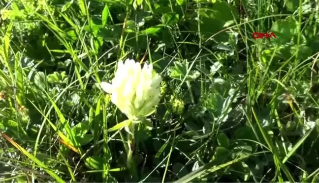 Rize karadeniz'de yeni uzungöl ve ayder oluşturulacak