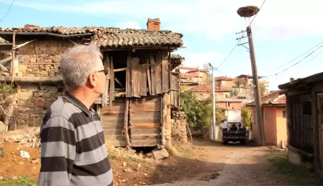 Profesör leylek yuvalarını temizledi