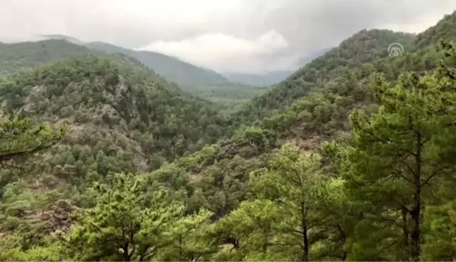 Yörük Songül Uçar'ın en büyük mutluluğu keçilerinin karnının doyması (1)