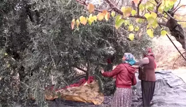 Mut zeytininde bu yıl 200 bin ton rekolte hedefi