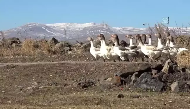 Kar yedikten sonra kesilen kazlar kargoyla sofralara ulaşıyor - KARS