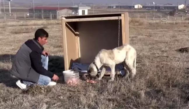 HDP'li Belediye işlerinin işkence ettiği köpek yeni yuvasına kavuştu