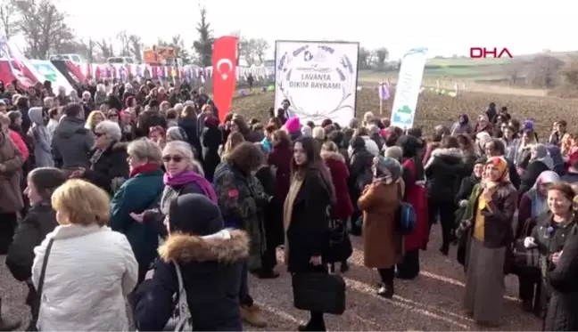 Kocaeli-izmit kadın kooperatifi 23 bin lavantayı toprakla buluşturdu