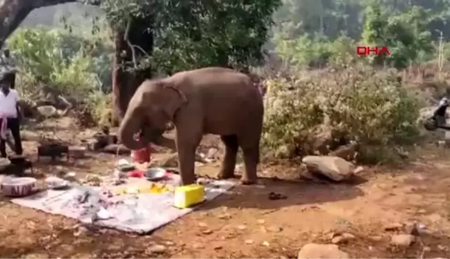 Hindistan'da yemek kokusu alan fil, piknik alanına koştu? o anlar kamerada