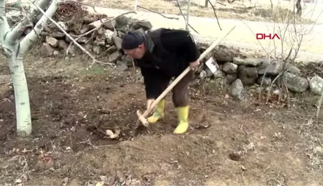 Elazığ kışın vazgeçilmezi yer elmasında hasat zamanı