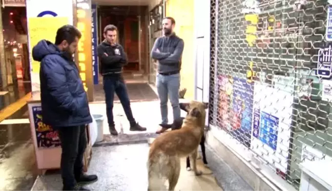 Üşüyen köpekleri ısıtıp karınlarını doyurdular