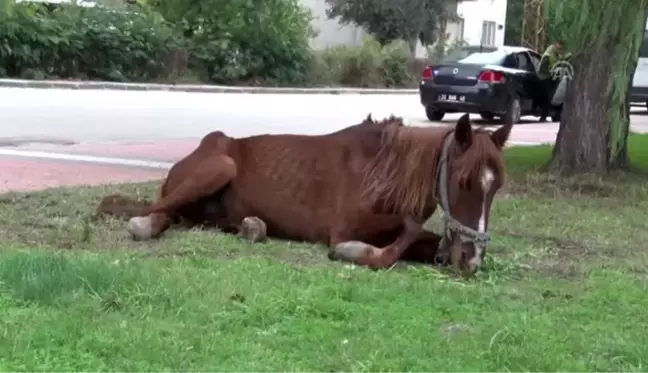 Dere kenarına bırakılan bitkin durumdaki at tedavi edilecek