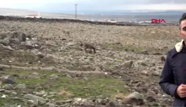 Diyarbakır güneydoğu'da yazın çalıştırılan eşekler, kışın ölüme terk ediliyor