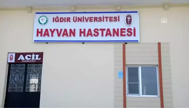 Ayağında kırık tespit edilen tavşana cerrahi müdahale