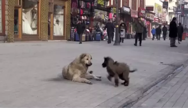 Oyun oynayan köpekler görenleri gülümsetti