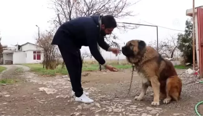 Evinin alt katında Osmanlı'dan miras kalan sanatı yaşatıyor