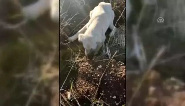 Yaralı köpeğin tedavisi için kermes düzenlendi