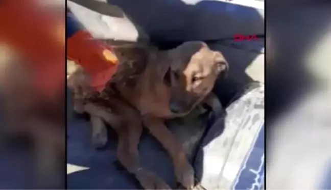 Burdur çöplükte bulunan yaralı köpek tekerlekli sandalyeyle yaşama tutunacak