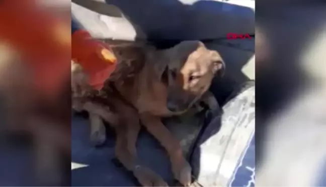 Burdur çöplükte bulunan yaralı köpek tekerlekli sandalyeyle yaşama tutunacak