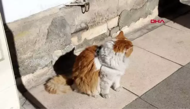 8 kiloluk kedi 'şerafettin', esnafın maskotu oldu