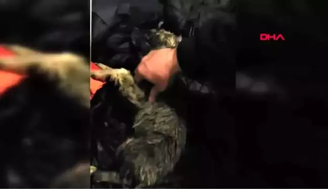 Erzurum soğuktan donan köpeği kalp masajı ile hayata döndürdüler