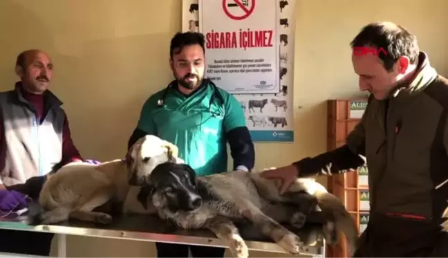 Kars banka müdürü, kendini sokak köpeklerine adadı