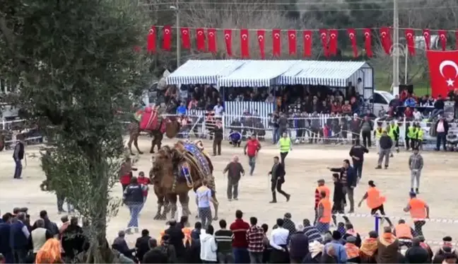 12. Selimiye Deve Güreşi Festivali düzenlendi