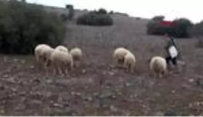 Çiftçilerin korkulu rüyası 'çal canavarını' telef etti çiftçileri büyük bir dertten kurtardım.