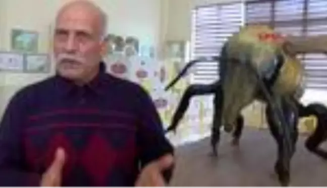 Hatay suriye arısı, ıslah ediliyor